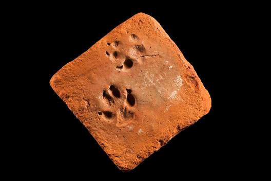 Image: Dog pawprint in a Roman brick